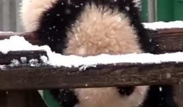 吃瓜小熊预告在线观看免费,免费在线观看，揭秘神秘事件！