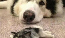 二哈爆料视频完整版,完整版内容深度解析